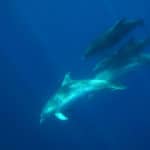 Dolphins snorkel trip, underwater view