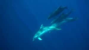 Dolphins snorkel trip, underwater view