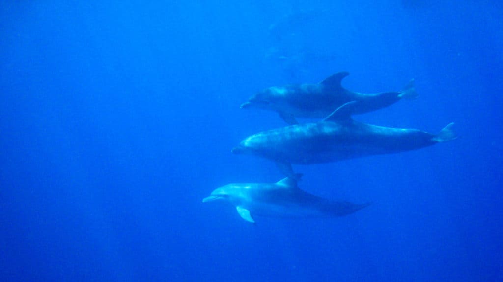 underwater dolphins checking out divers